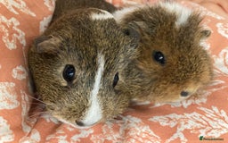 Guinea Pig rodents for sale: Two beautiful female Guineapigs Teddy and agouti - Image 4