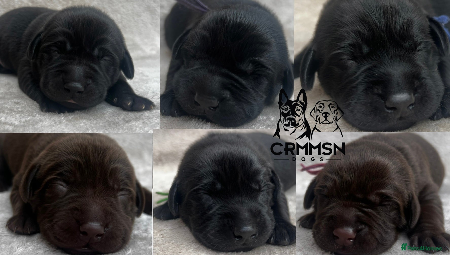 Labrador Retriever dogs Outstanding, Health Tested, KC Reg, Labrador Pups - Advert 1