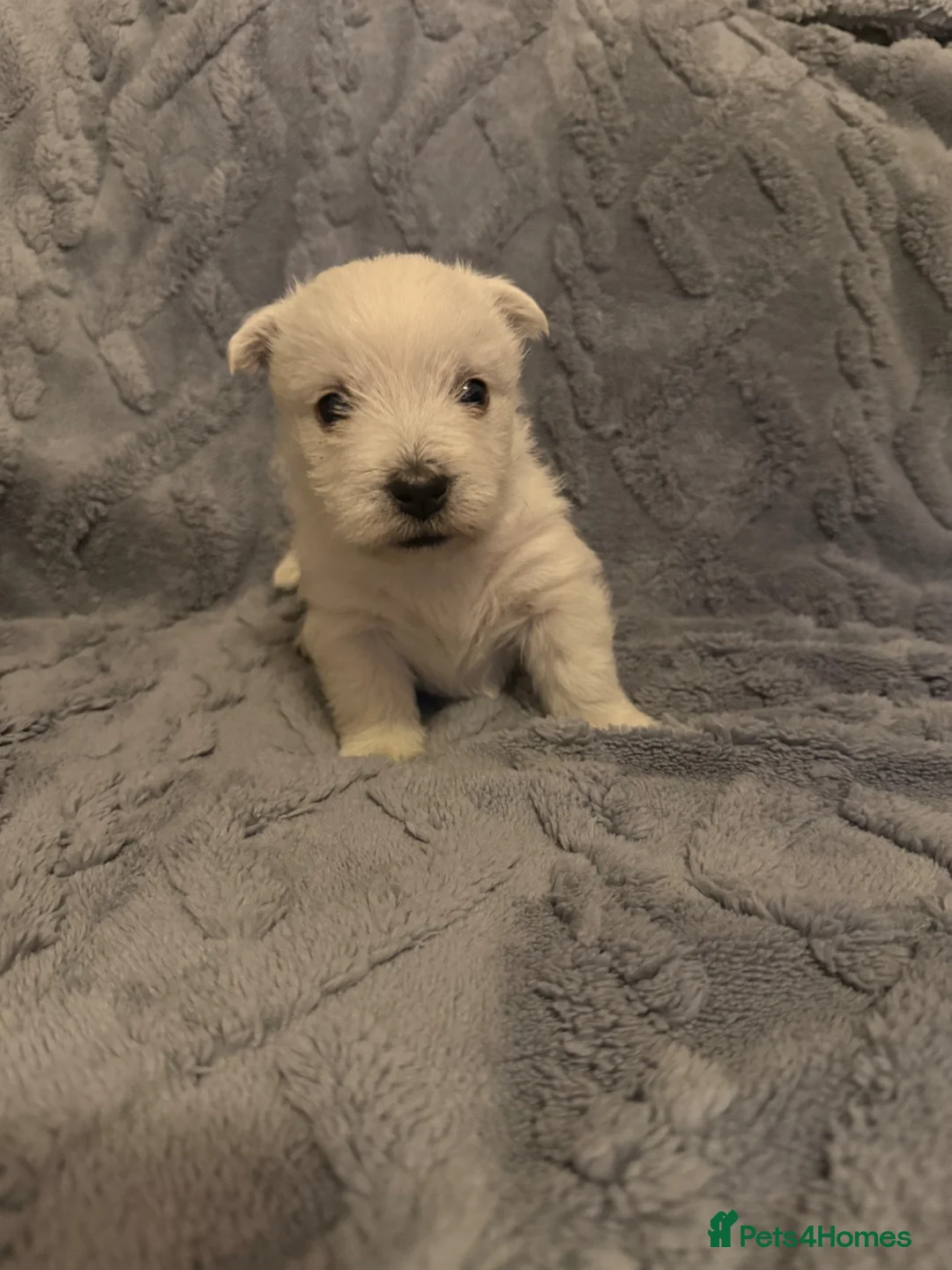 West Highland Terrier dogs for sale: Stunning westie puppies in Sheffield - Advert 14