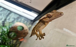 Gecko reptiles for sale: Crested Gecko + Vivarium Full set up  - Image 12