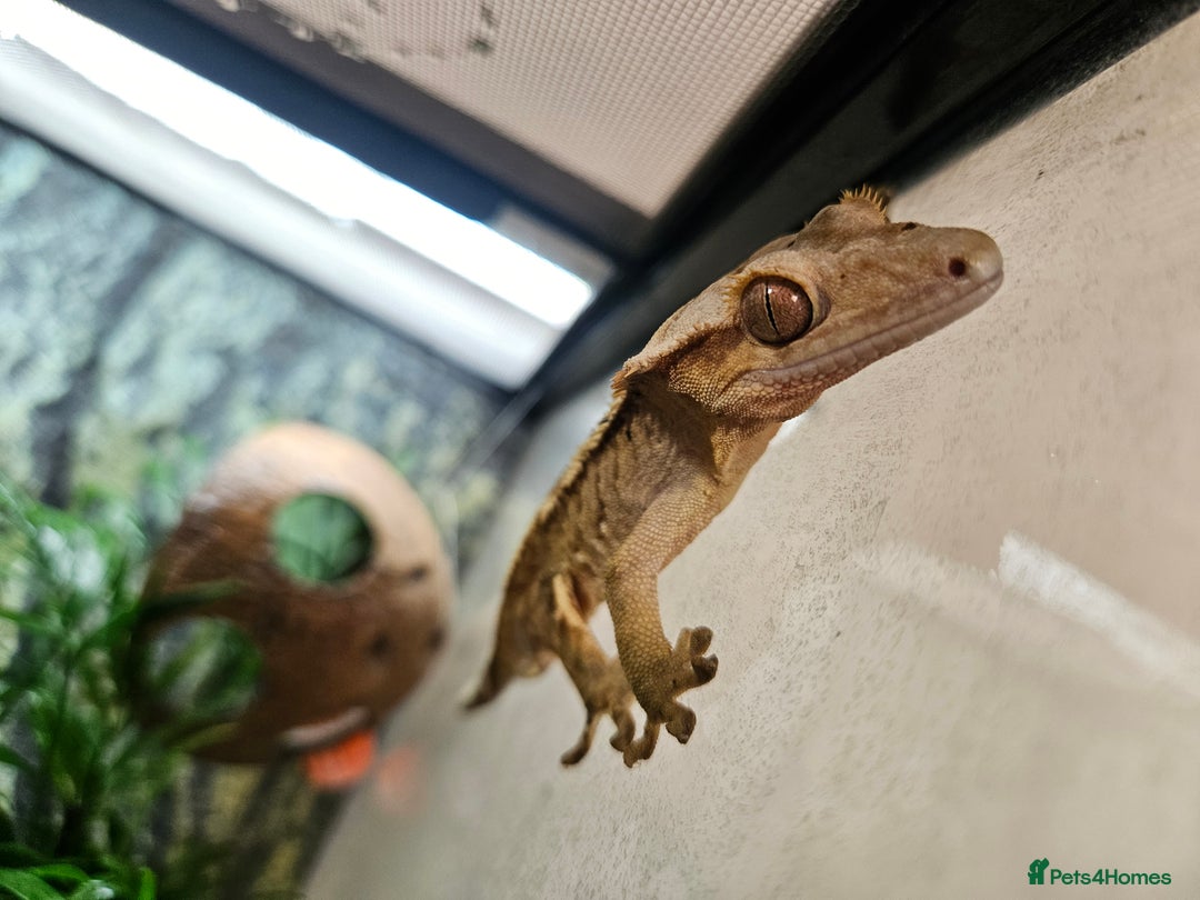 Gecko reptiles for sale: Crested Gecko + Vivarium Full set up  - Image 12