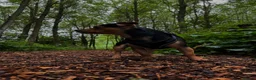 Mixed Breed dogs for stud: Stud Jackrussell x Pug  in Blackpool - Advert 6