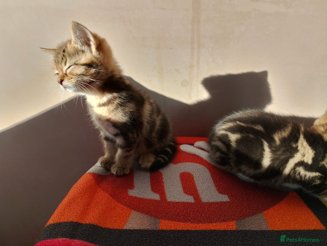 British Longhair cats for sale: Fluffy BLH Kittens Looking for Loving Homes - Advert 7