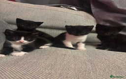 Mixed Breed cats for sale: Kittens for sale  - Advert 1