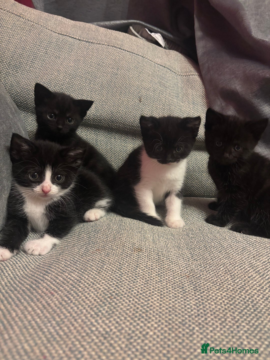 Mixed Breed cats for sale: Kittens for sale  - Advert 1