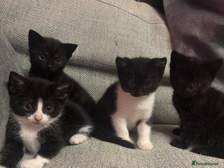 Mixed Breed cats Kittens for sale - Advert 1