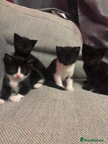 Mixed Breed cats Kittens for sale - Advert 1