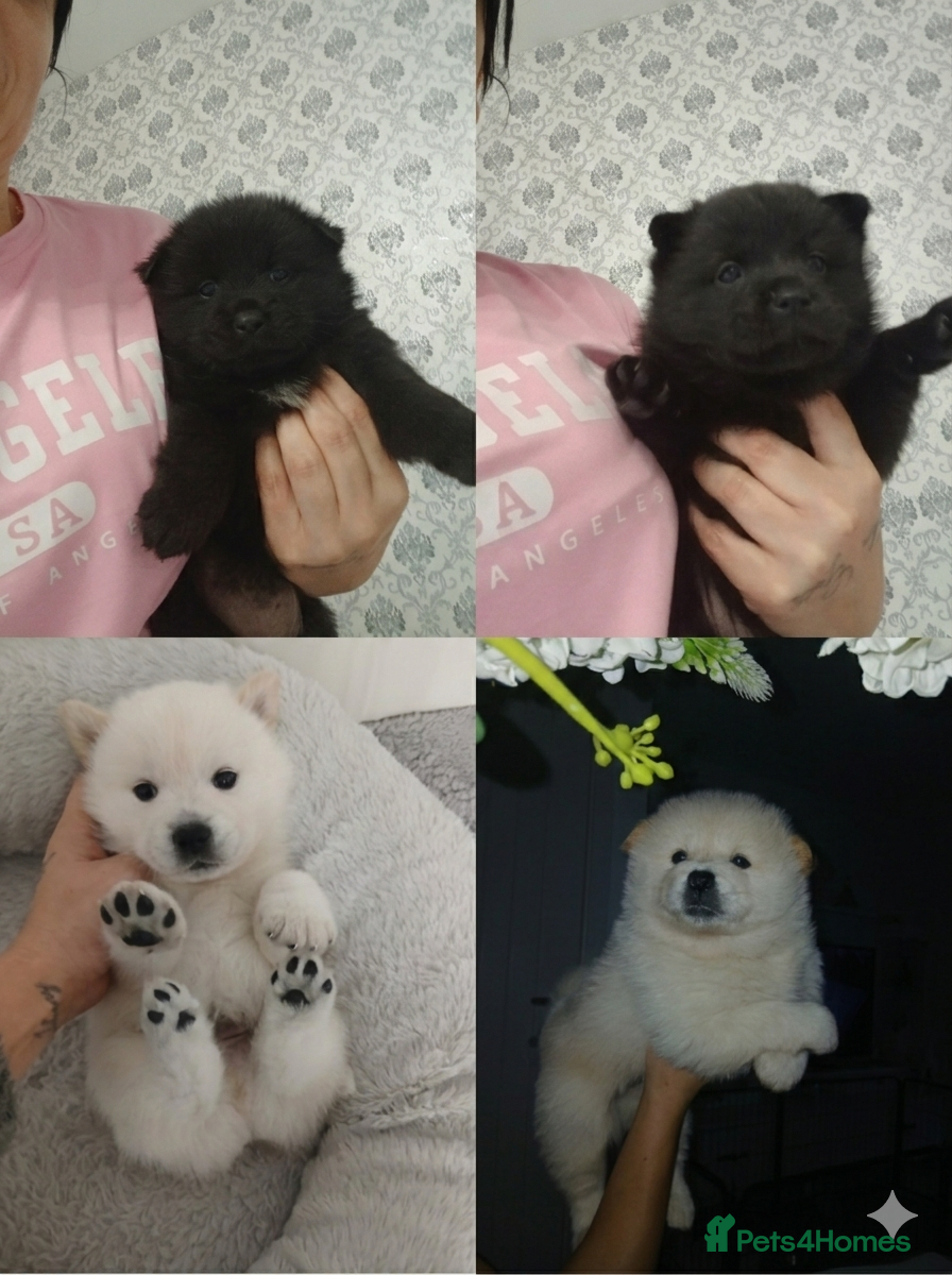 Mixed Breed dogs Ready now 5 stunning hybrid chowskis pups - Advert 2