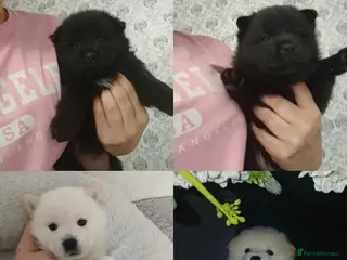 Mixed Breed dogs Ready now 5 stunning hybrid chowskis pups - Advert 2