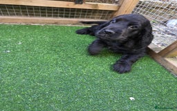 Cocker Spaniel dogs for stud: Stunning  Cocker Spaniel for stud in Northwood - Image 10