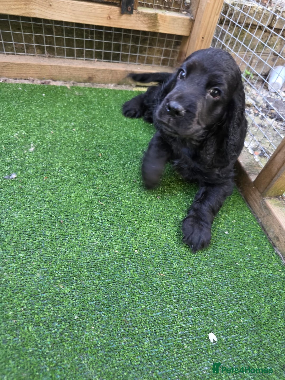 Cocker Spaniel dogs for stud: Stunning  Cocker Spaniel for stud in Northwood - Image 10