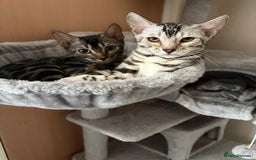 Bengal cats for sale: bengal girls  - Image 9