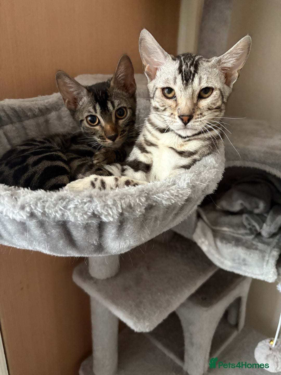 Bengal cats for sale: bengal girls  - Image 9