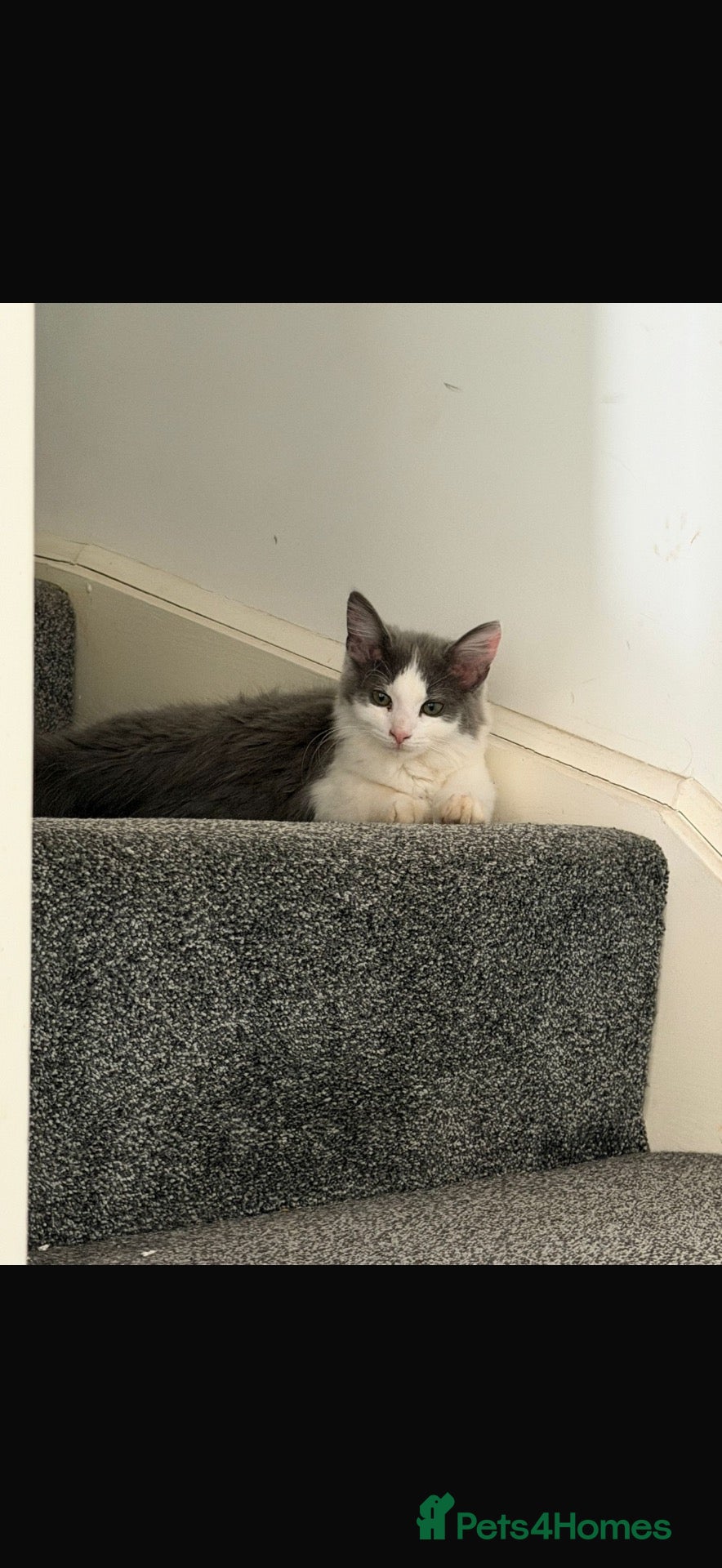 British Longhair cats Very beautiful female cat  - Advert 4
