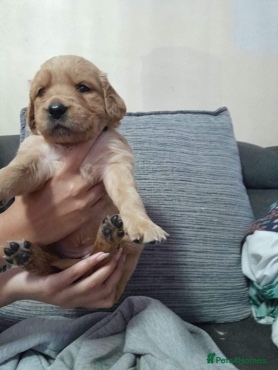 Golden Retriever dogs for sale: Amazing Golden Retrievers for sale  - Image 6
