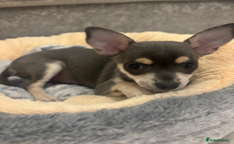 Chihuahua dogs - Advert 1