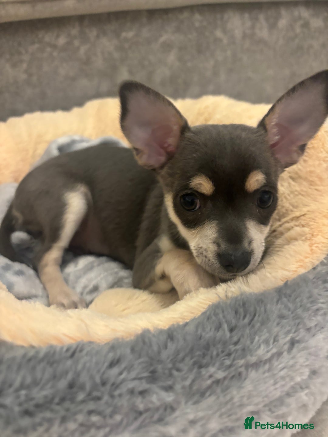 Chihuahua dogs for sale: Blue and fawn boy  - Image 1