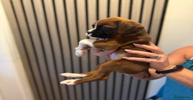 Boxer dogs - Advert 3