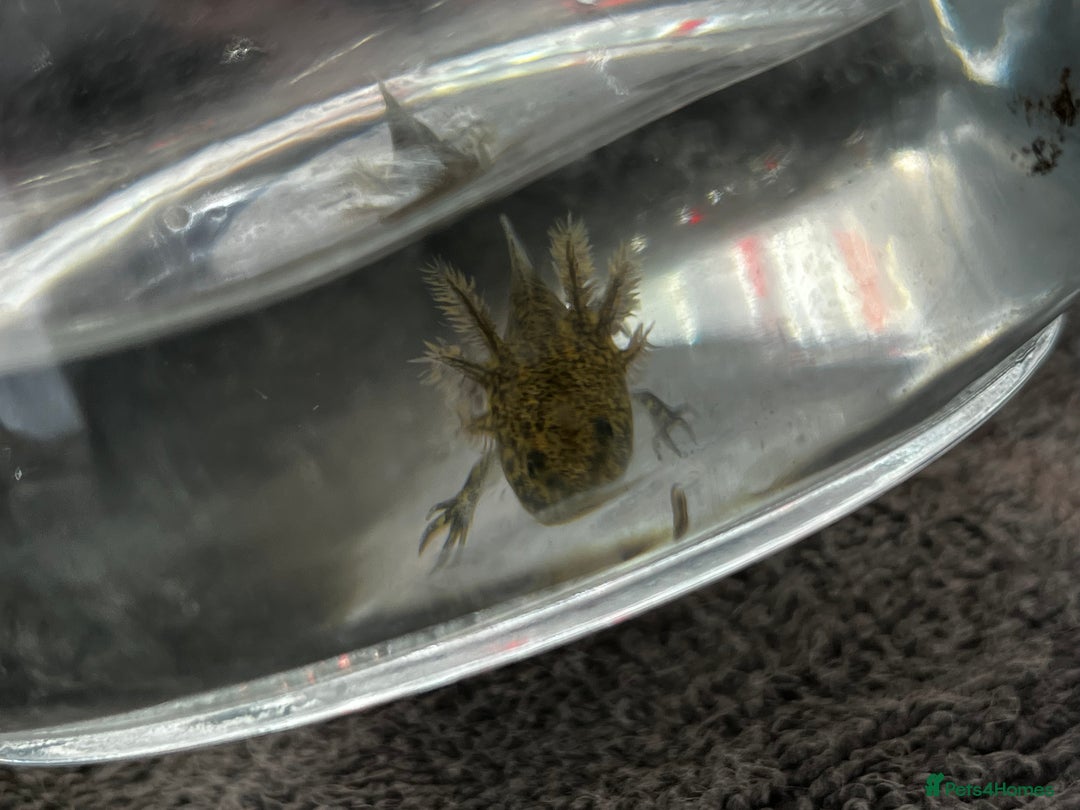 Axolotl reptiles for sale: Juvenile Wild-Type Axolotls - Image 4