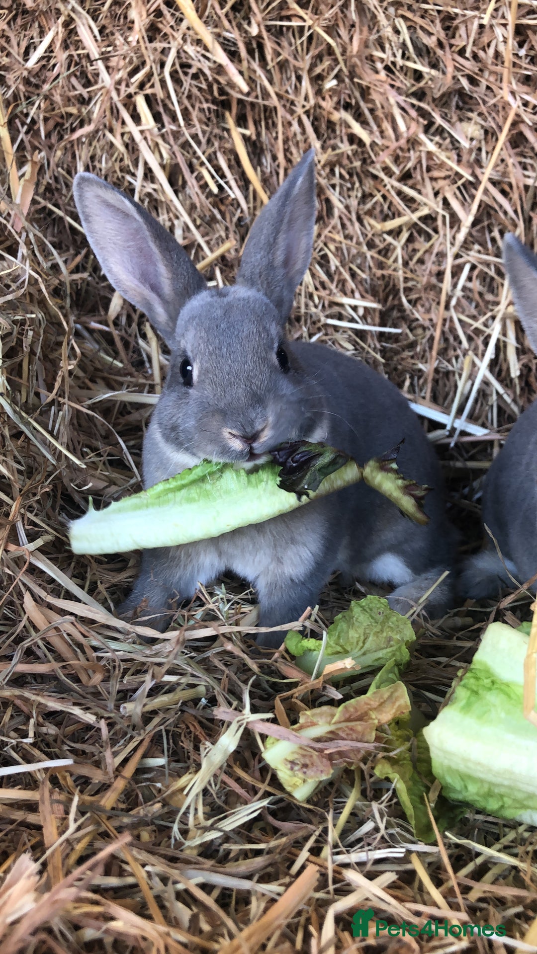 Rex rabbits for sale: Beautiful Pure Breed Velvet Mini Rex babies 🐰  - Image 6