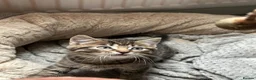 Mixed Breed cats for sale: 2 male 2 female beautiful kittens - Advert 4