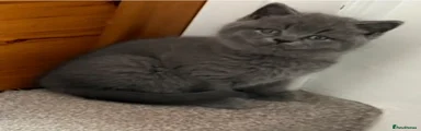 British Shorthair Kitten 1