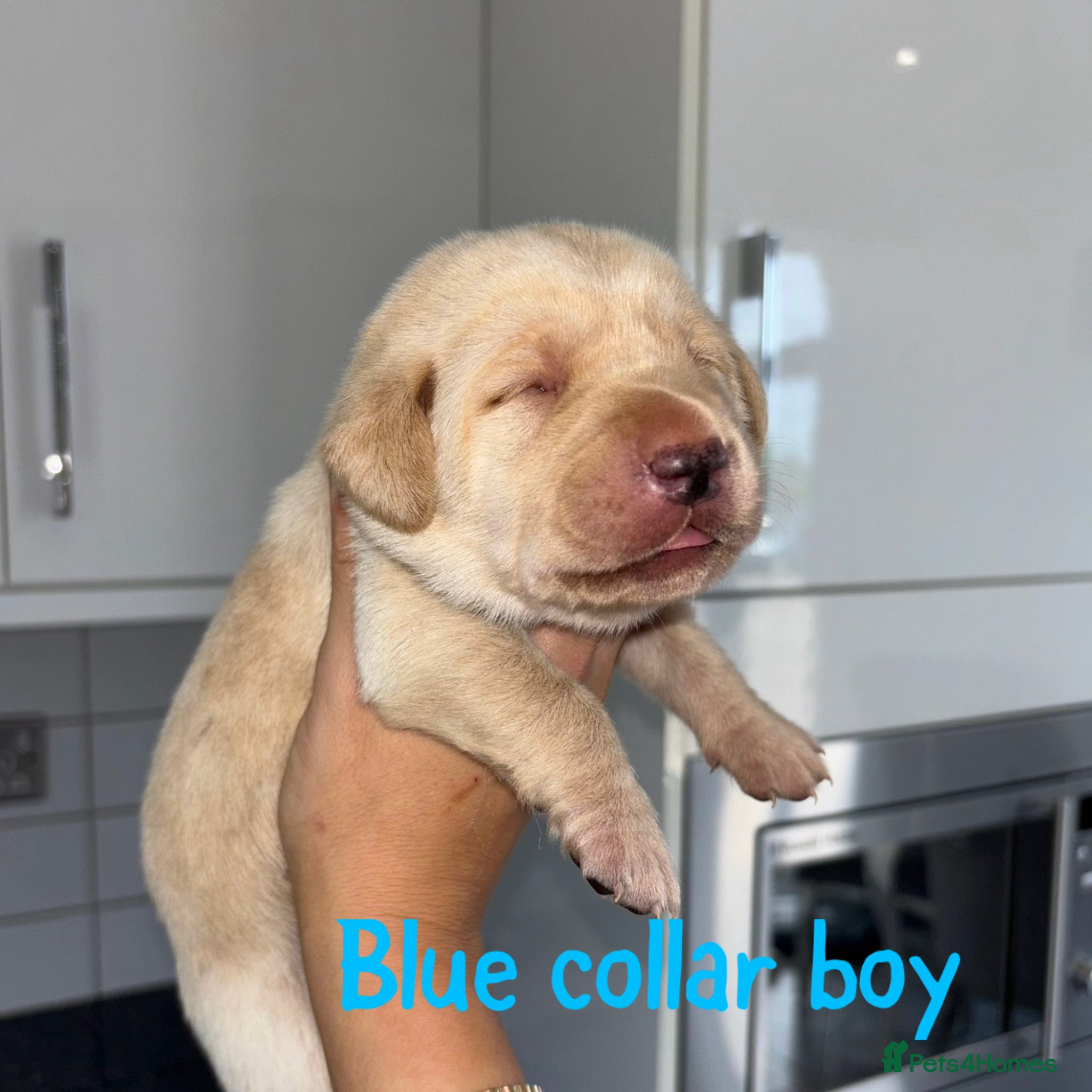 Labrador Retriever dogs for sale: Golden&Cream Kc registered Labrador Retrievers  - Advert 8