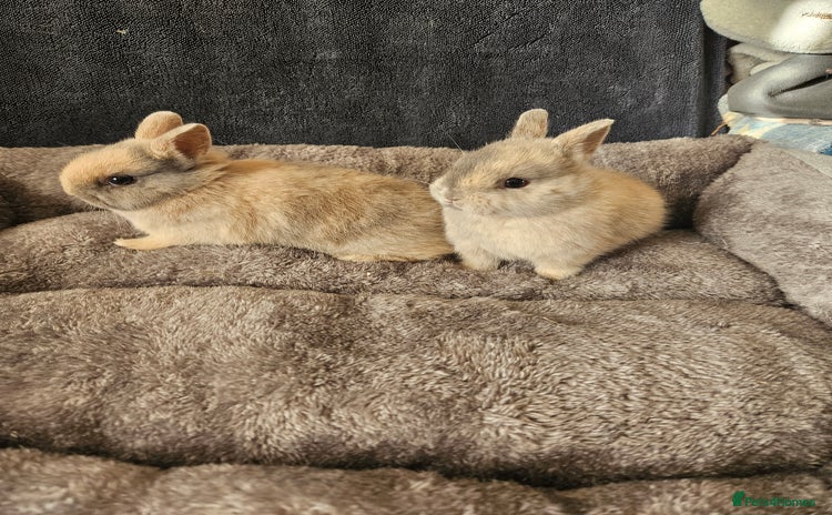 Netherland Dwarf rabbits Harlequin Netherland Dwarf boys - Advert 3