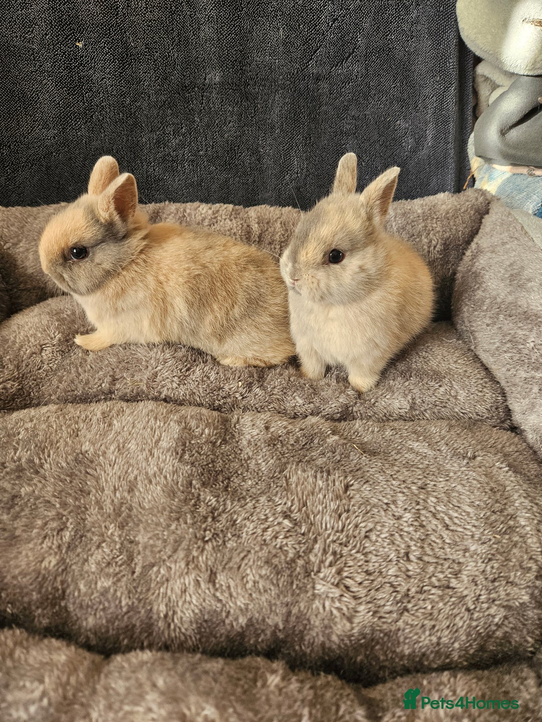 Netherland Dwarf rabbits for sale: Harlequin Netherland Dwarf boys - Advert 1