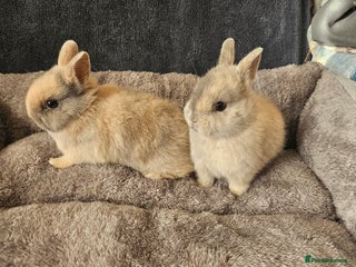 Netherland Dwarf rabbits Harlequin Netherland Dwarf boys - Advert 17
