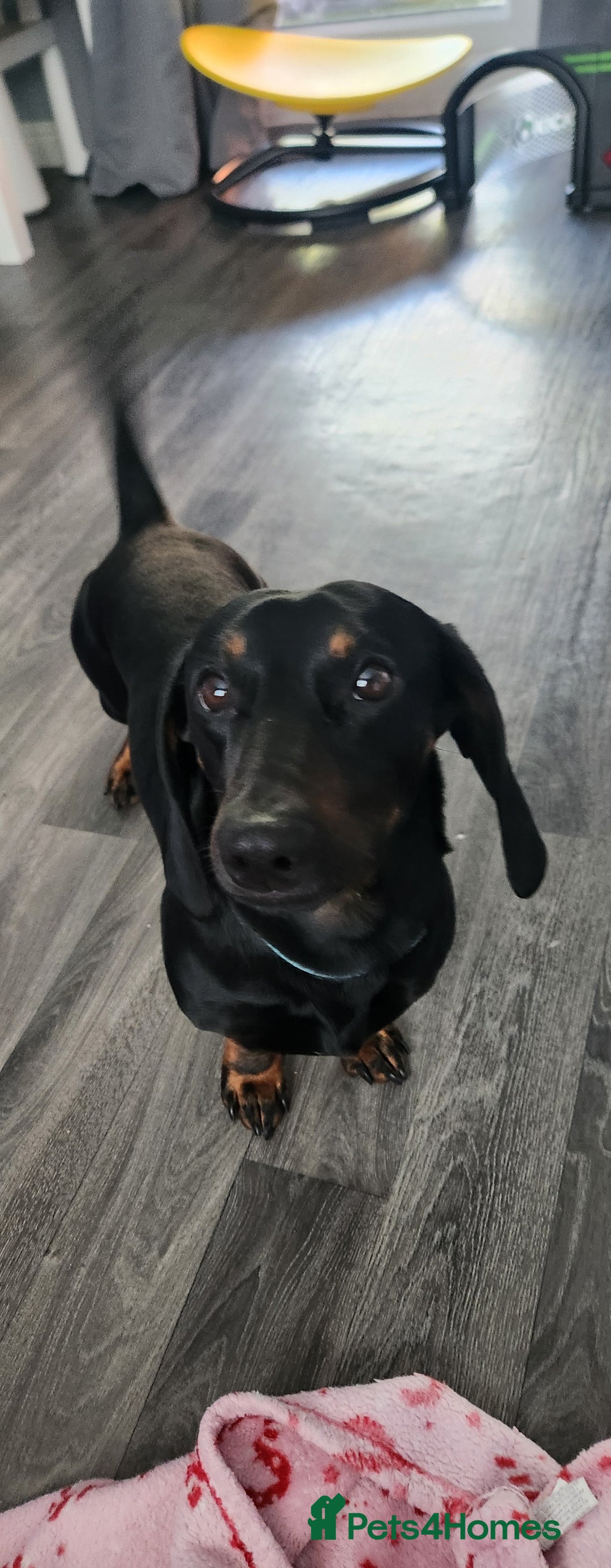 Mixed Breed dogs for sale: Male dacshund  - Image 6