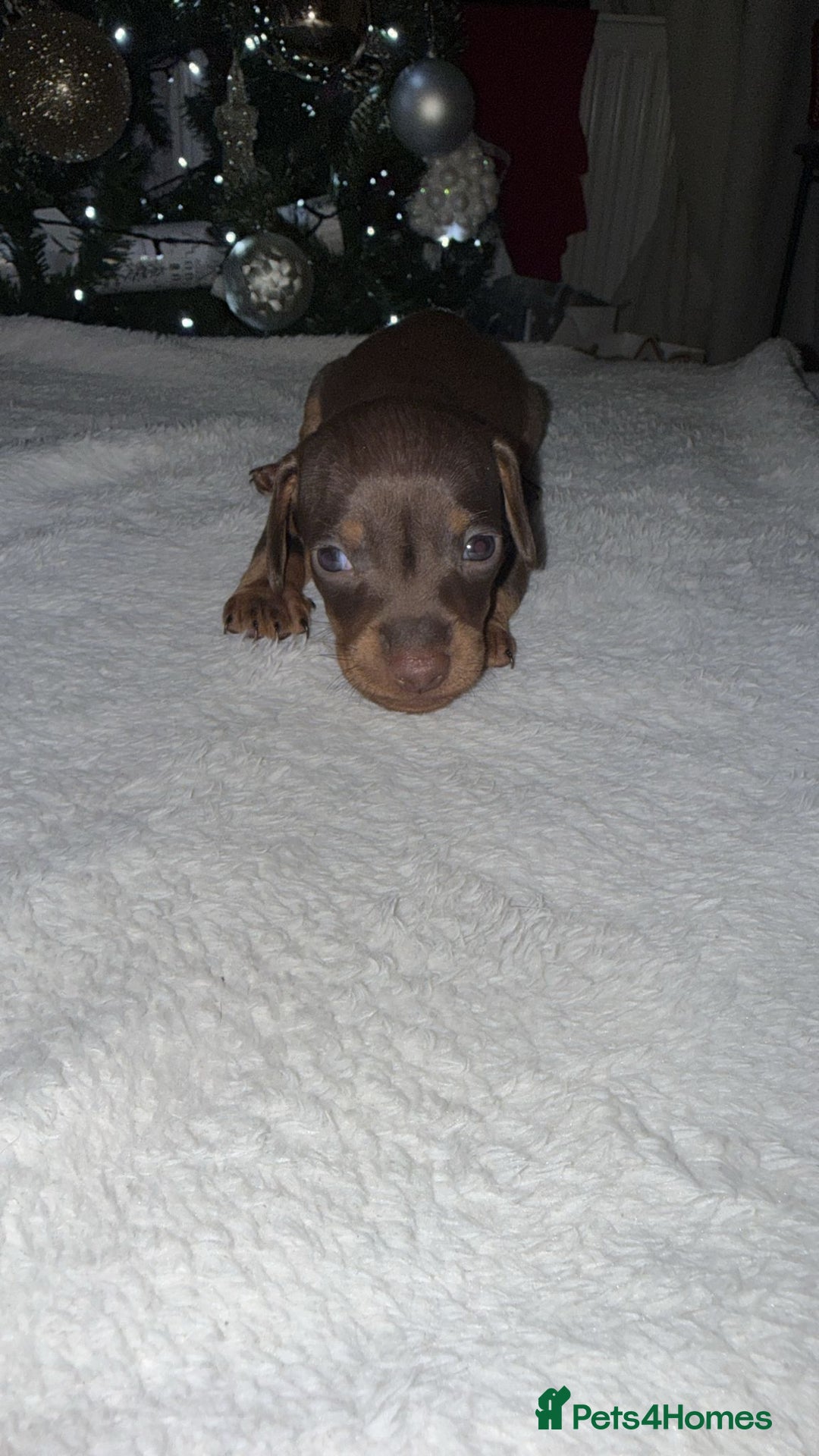 Miniature Dachshund dogs for sale: X2 miniature dachshund  - Advert 5