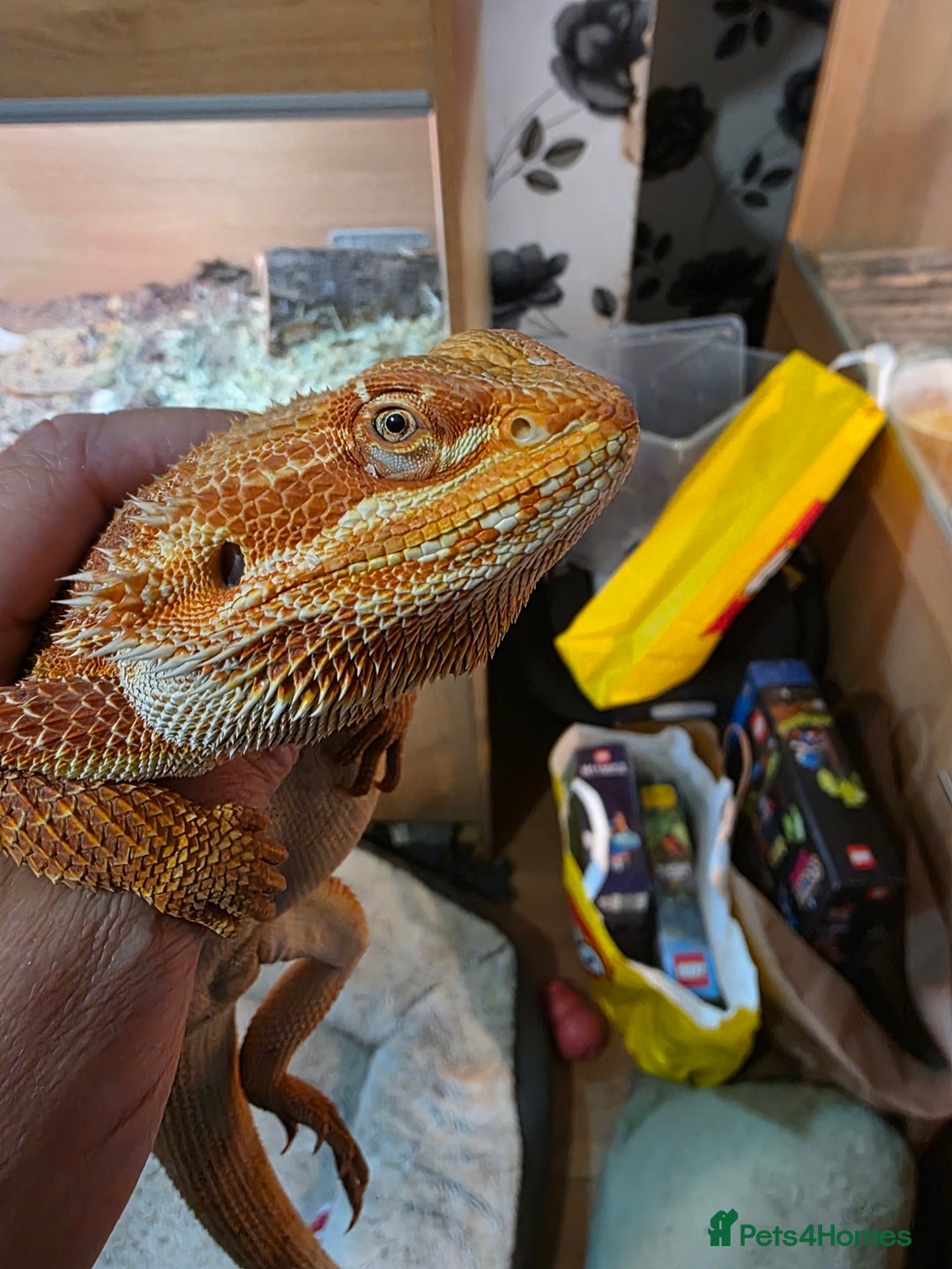 Bearded Dragon reptiles for sale: Hypo Red leatherback bearded dragon for rehoming - Image 5