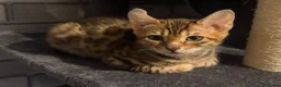Bengal cats for sale: Amazing Bengal Babies - Advert 7