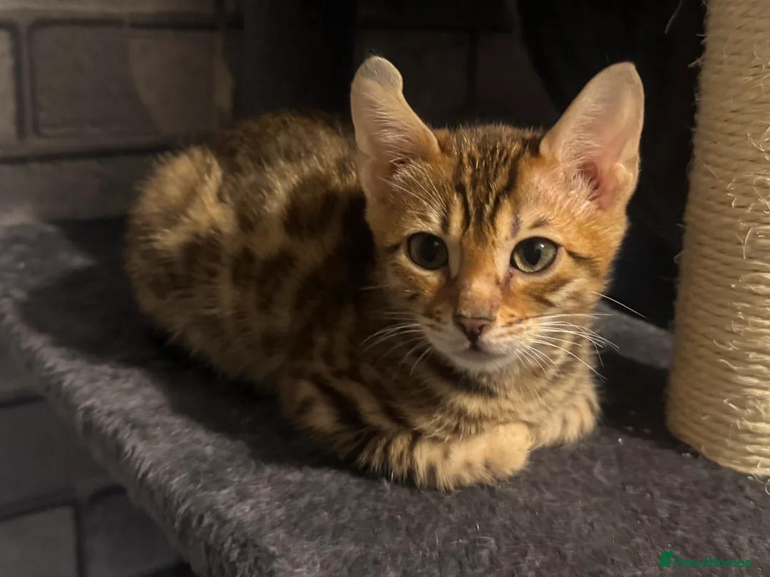 Bengal cats for sale: Amazing Bengal Babies - Advert 7