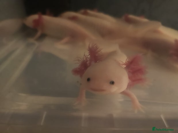 Axolotl reptiles - Advert 1