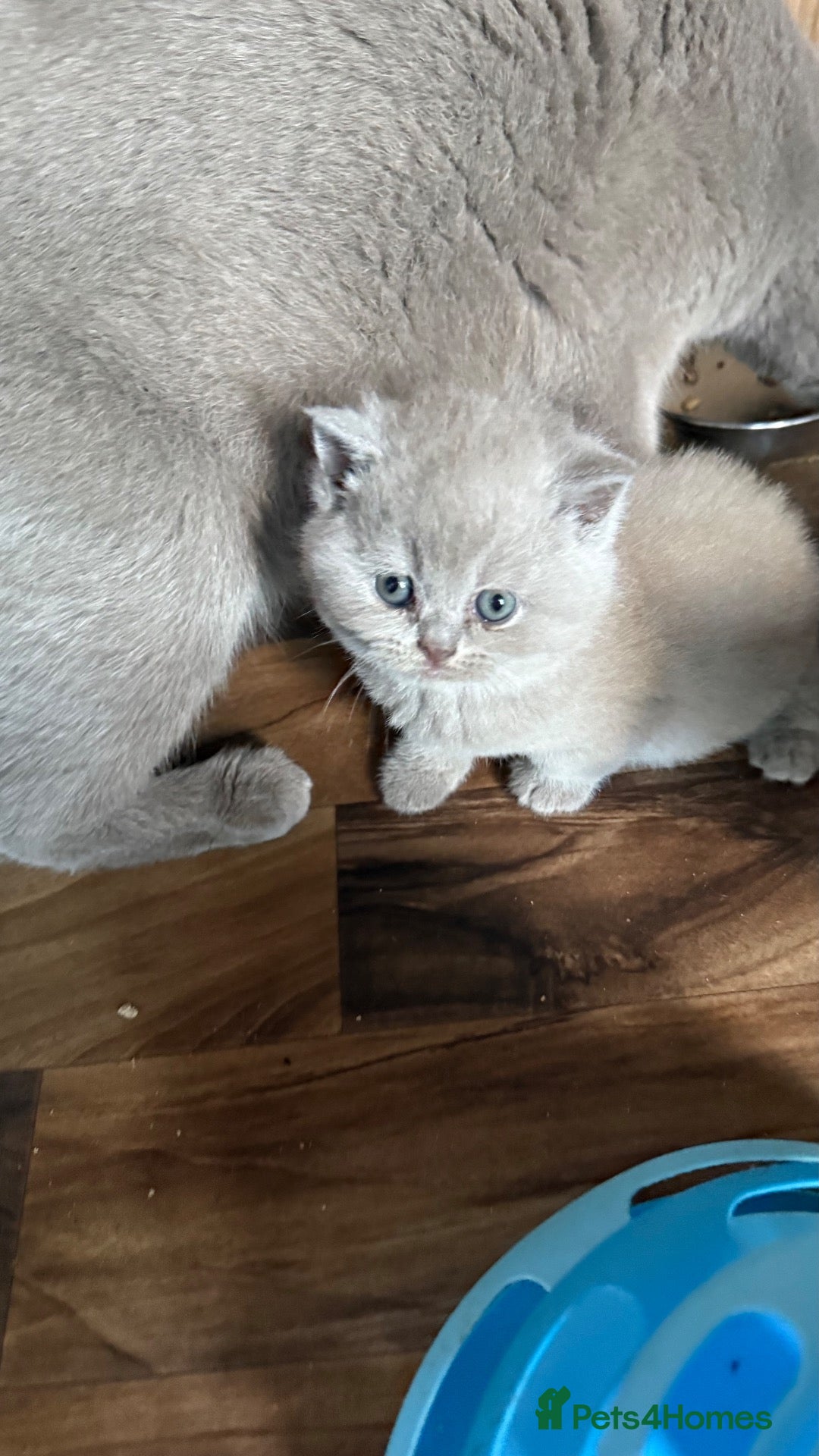 British Shorthair cats Price reduced!!Liliac BSH kittens - Advert 1