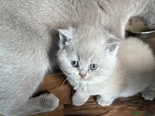 British Shorthair cats Price reduced!!Liliac BSH kittens - Advert 1