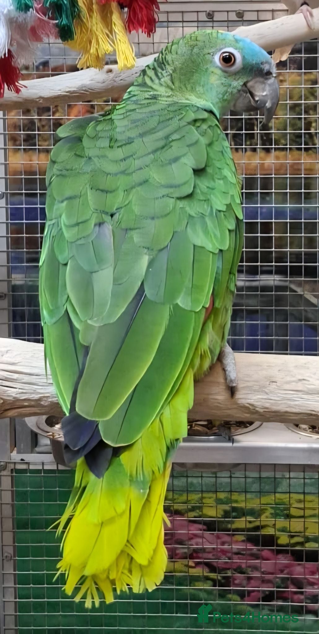 Parrots birds Stunning Parrots/Parakeets/Amazons  - Advert 1