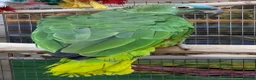 Parrots birds for sale: Stunning Parrots/Parakeets/Amazons  - Advert 17