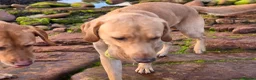Labrador Retriever dogs for sale: KC registered male labrador to rehome - Advert 14