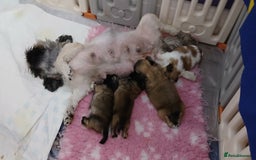 Shih Tzu dogs for sale: 2 x male ShihTzu pups not ready yet - Image 5