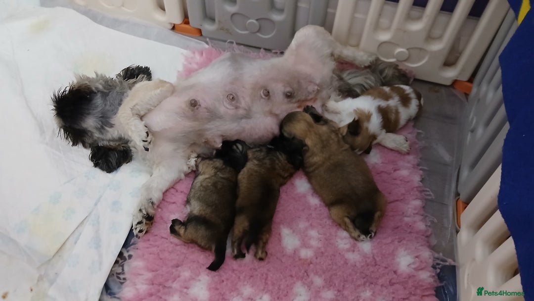 Shih Tzu dogs for sale: 2 x male ShihTzu pups not ready yet - Image 5