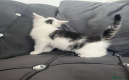 Mixed Breed cats for sale: Lovely kittens - Image 8