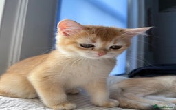 British Shorthair cats for sale: Ready pure AY12, NY12 Corin BSH  - Image 30