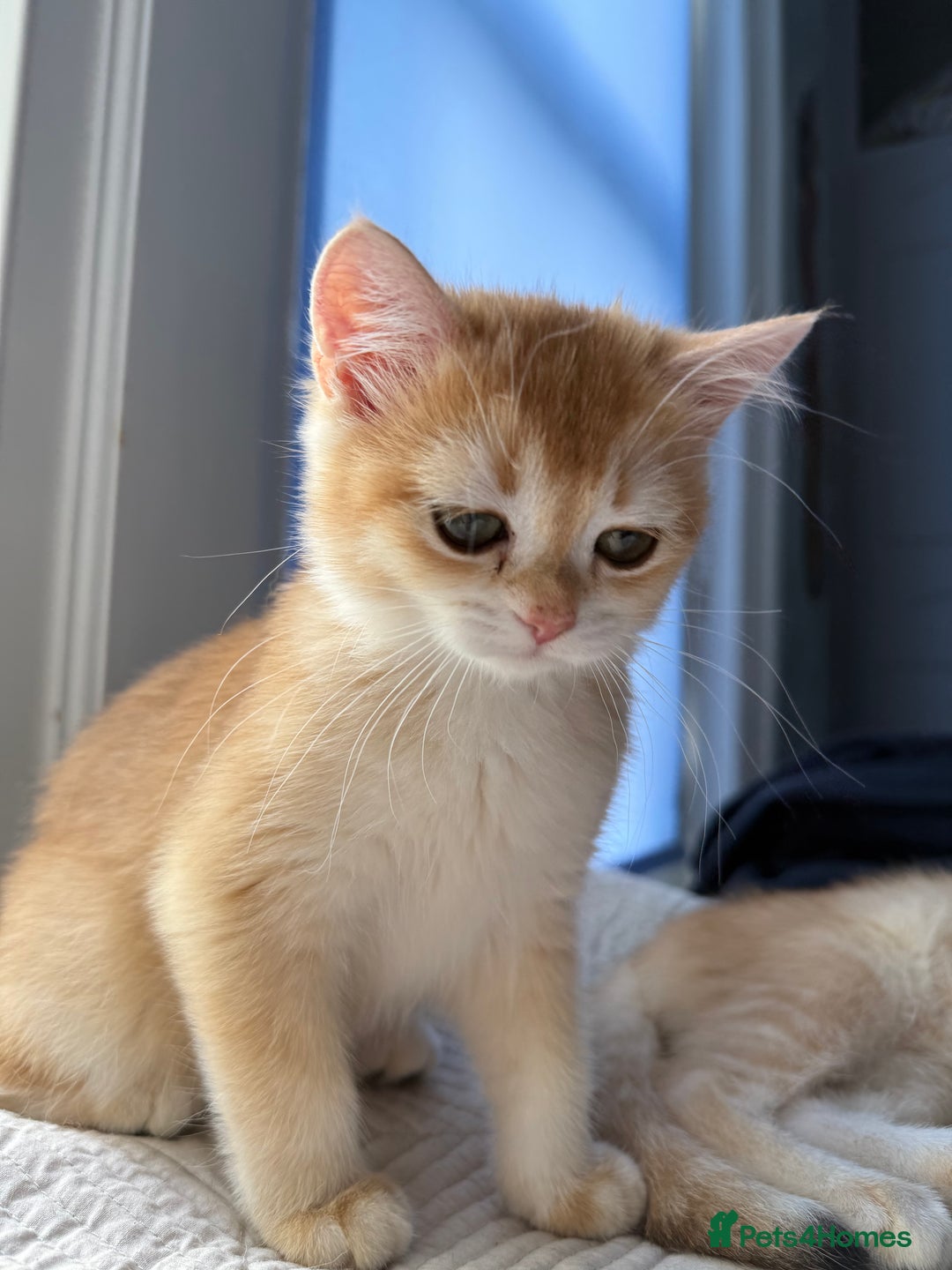 British Shorthair cats for sale: Ready pure AY12, NY12 Corin BSH  - Image 30