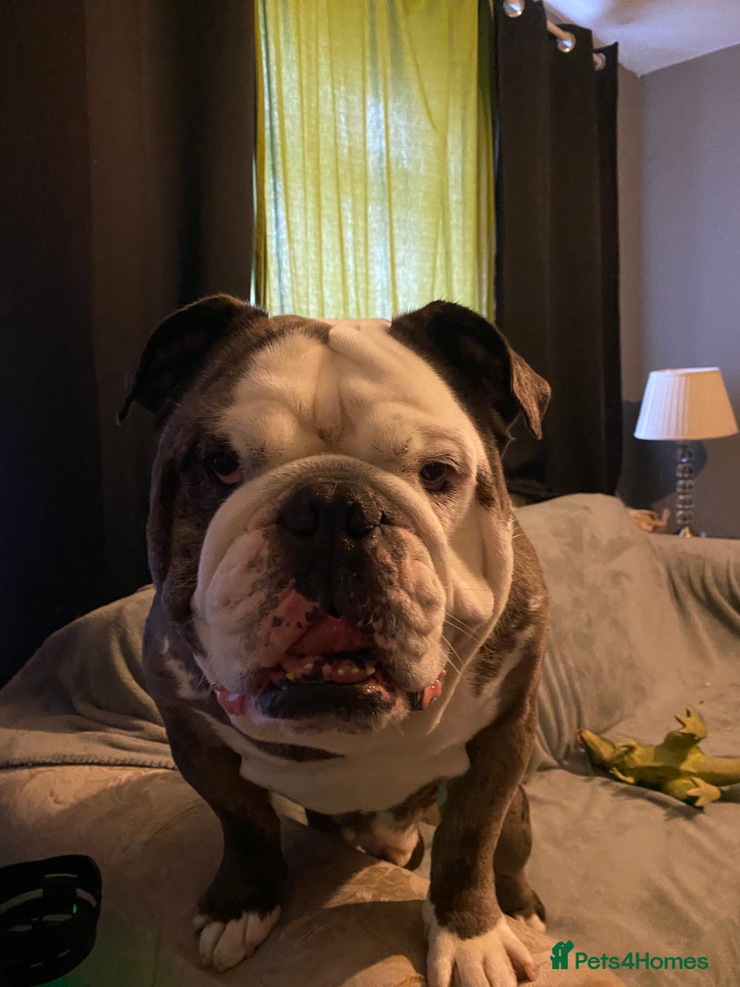 English Bulldog dogs for stud: Pure english bulldog stud - Advert 6