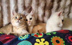 British Shorthair cats for sale: GOLDEN & SILVER BRITISH SHORTHAIR KITTENS TICA - Image 13