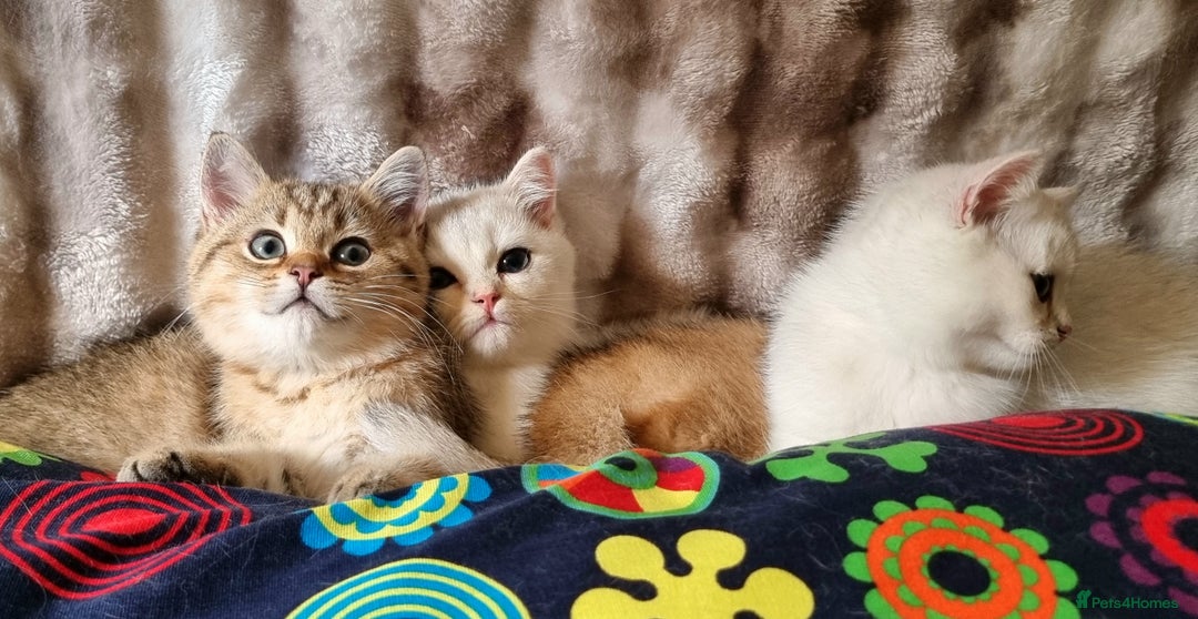 British Shorthair cats for sale: GOLDEN & SILVER BRITISH SHORTHAIR KITTENS TICA - Image 13