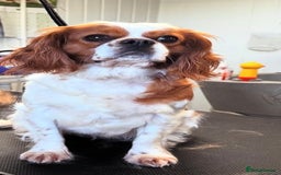 Cavalier King Charles Spaniel dogs for sale: Cavalier King Charles spaniels 💕 💙 💙 - Image 5